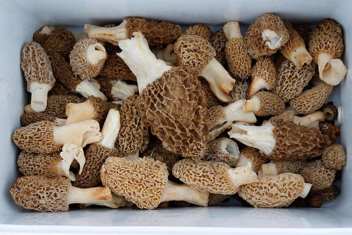 DCC is a haven for delicious huge Morel mushrooms