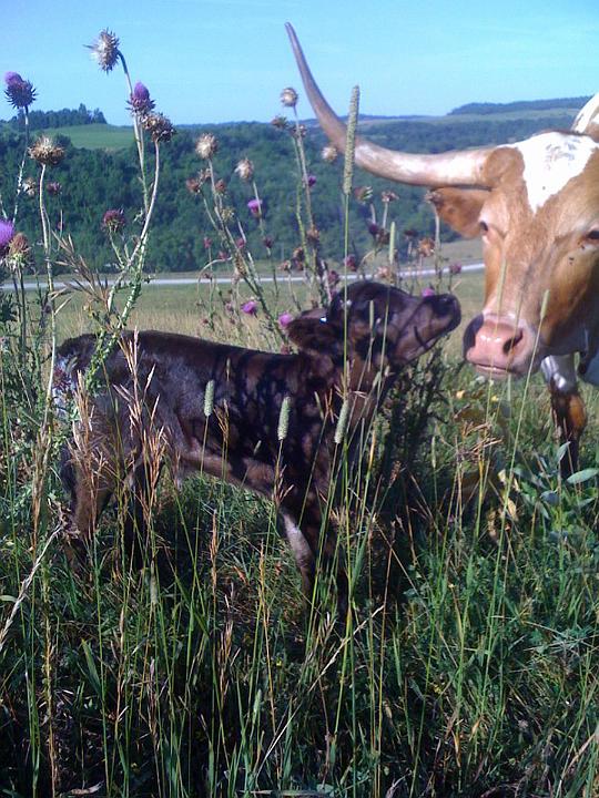 First hour of birth; thorns, thistles, clover and lush timothy grass. All of life will be about telling the difference.