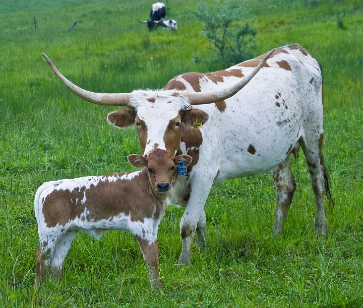The following day all was well.Â TheÂ 3 year oldÂ cow Super Point by famous Super Bowl (only TL bull to sire 7 over 70" sons) was doing what a good mother does~~~~loving her new baby.Â The heifer is a Shy Streaker daughter.