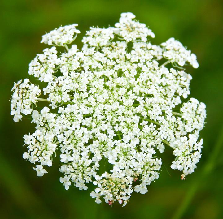 Queen Anne's Lace