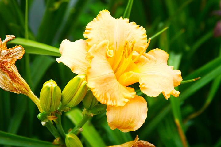 Ohio Ditch Daylilies