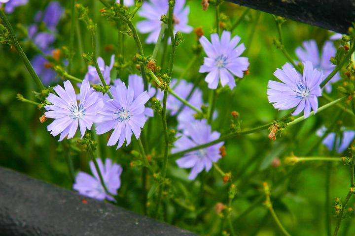 DCC Wild Flowers