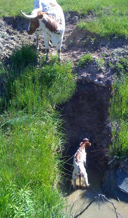 Although the mother was not far away, the straight up closest route was near impossible.Â Just as the calf was getting extremely weakened, a really wonderfulÂ thing happened just in time.