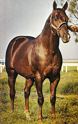 Good Bird TB / Walter Merrick 11384