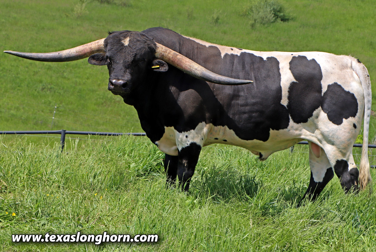 Texas Longhorn Cows & Bulls for Sale in Ohio | Dickinson Cattle Co