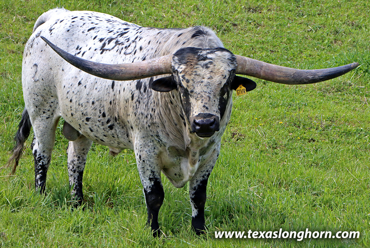 Black and white speckled Texas Longhorn Heifer