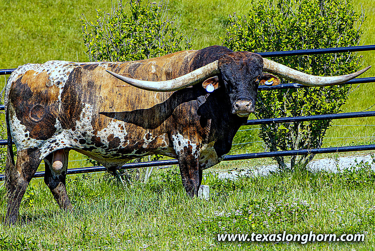 テキサスロングホーン Texas Longhorn Cows & Bulls for Sale in Ohio | Dickinson Cattle Co