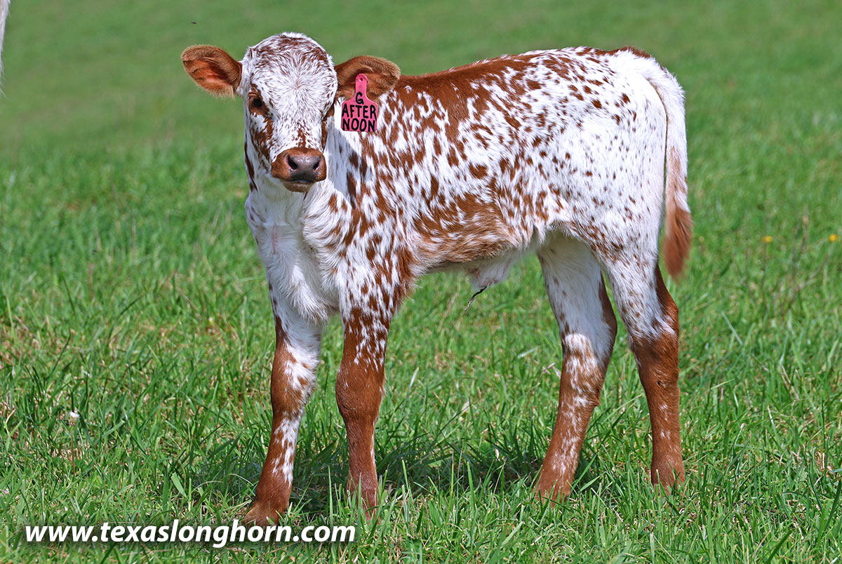 Roan Texas Longhorn Calf