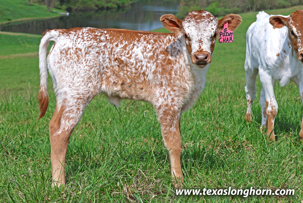 Red Roan Texas Longhorn Heifer