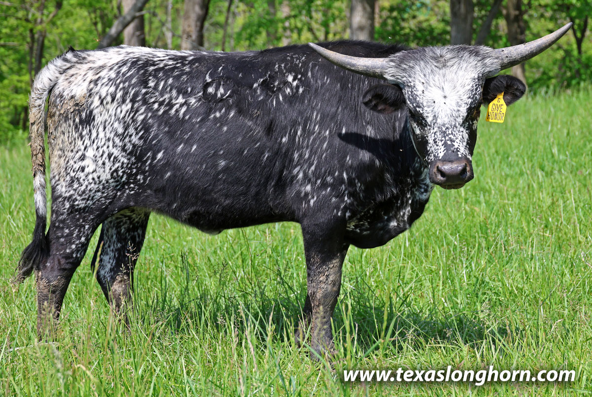 Black and white speckled Texas Longhorn Heifer