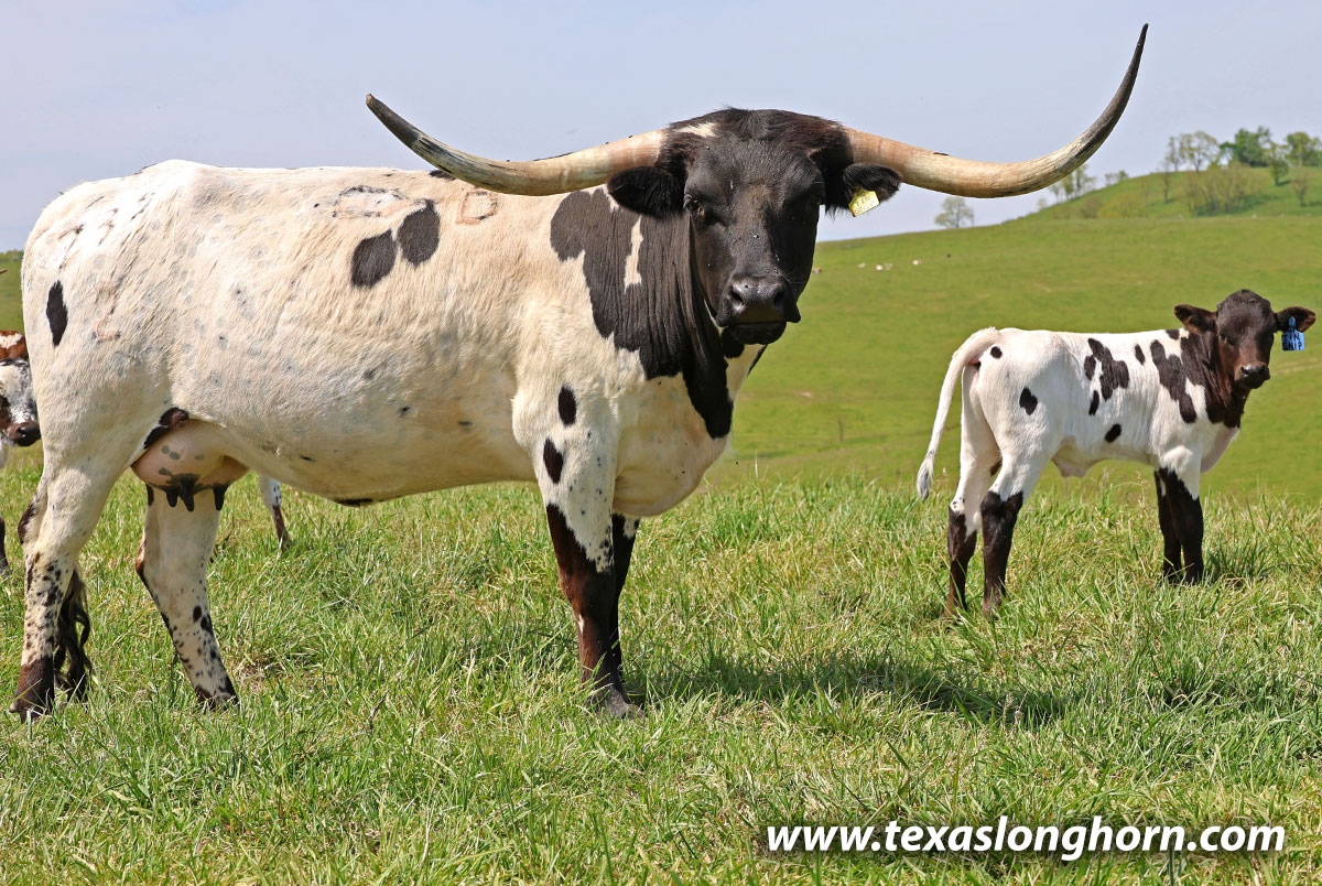 テンダーロイン　S.W SHOTS Texas Longhorn Cows & Bulls for Sale in Ohio | Dickinson Cattle Co
