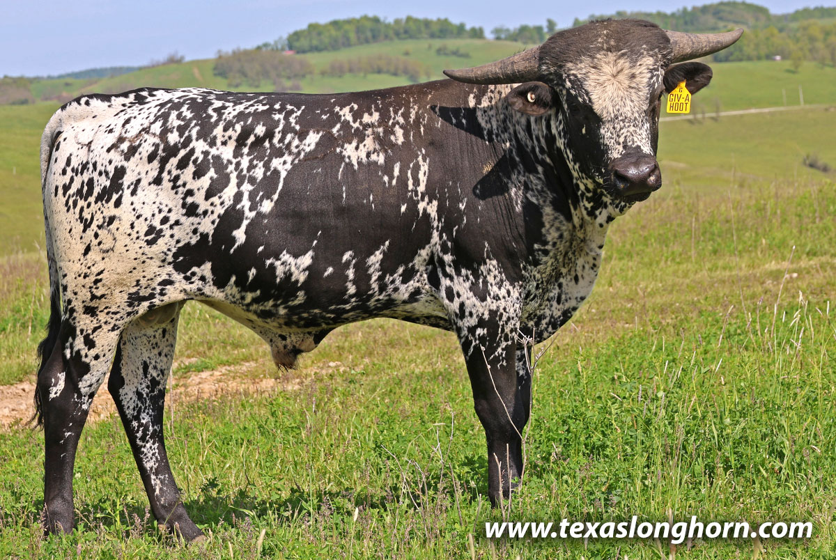 Black and White Texas Longhorn Bull