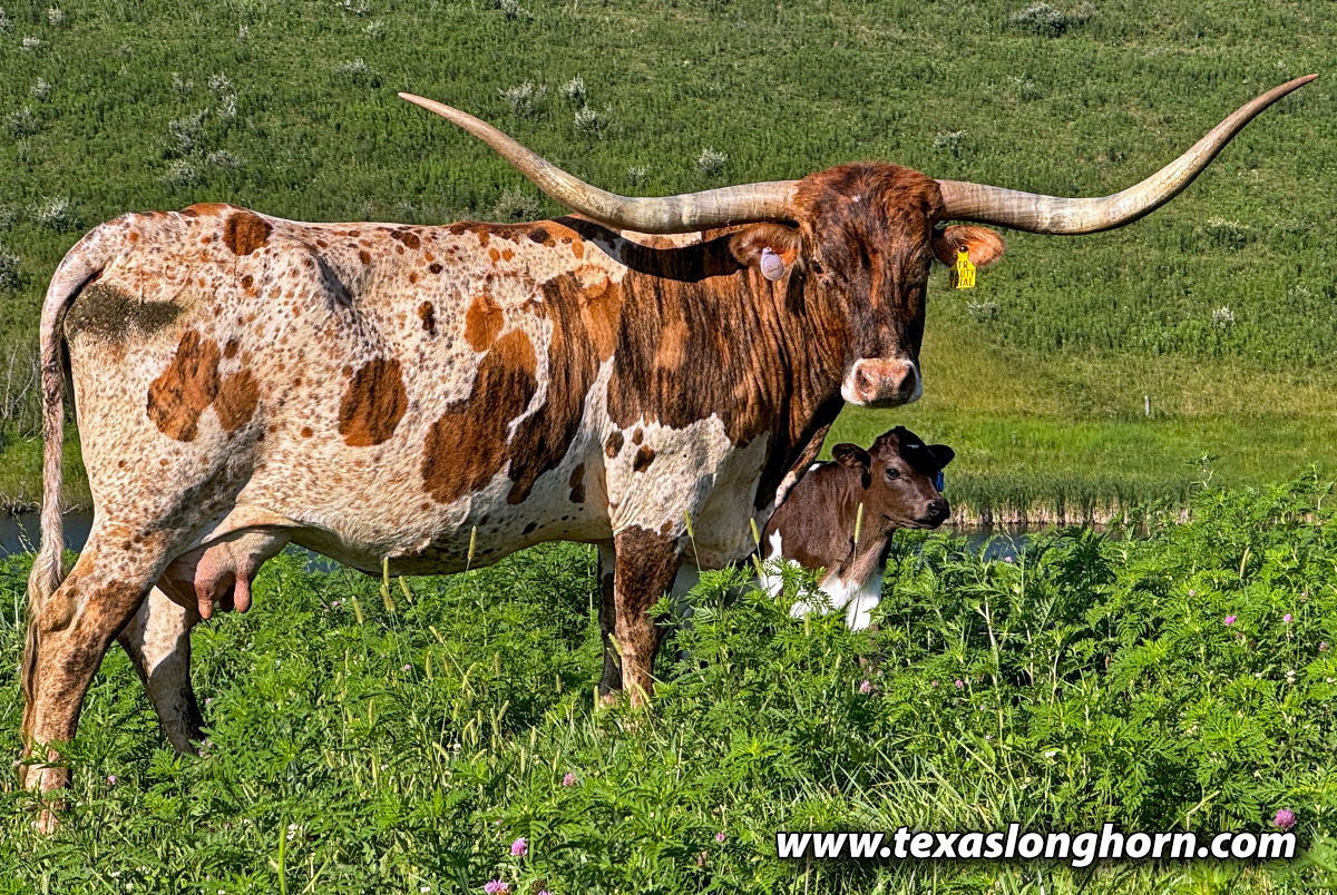 Texas Longhorn Cows & Bulls for Sale in Ohio | Dickinson Cattle Co
