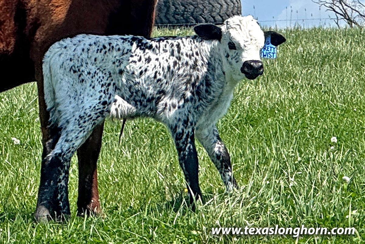 Black and white speckled Texas Longhorn Heifer