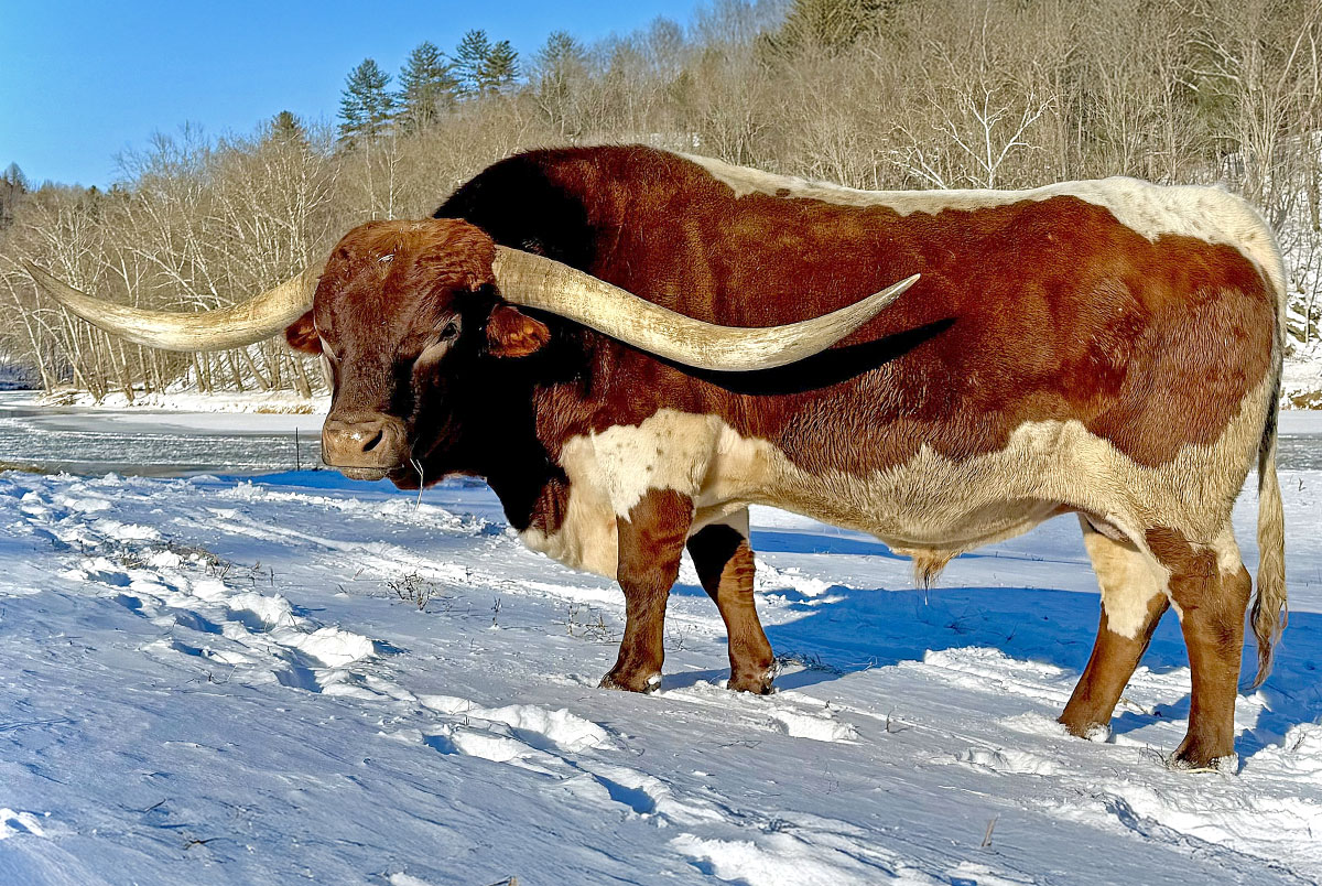 Texas Longhorn Cattle Historical Reference | Dickinson Cattle Co