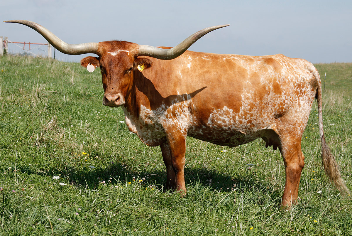 Texas Longhorn Cows \u0026 Bulls for Sale in Ohio  Dickinson Cattle Co  Texas Longhorn  Reference_Cow