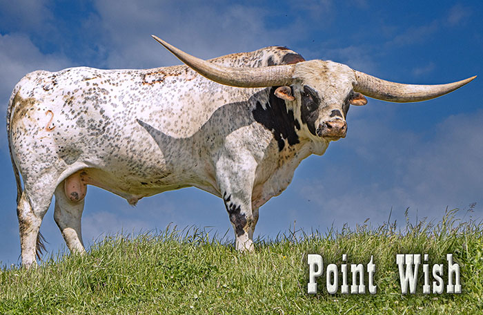 Point Wish