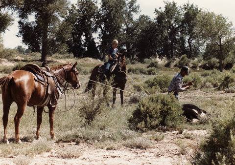 Photo: In 1984 DCC had pastures in 6 counties of Colorado. Regular observation and 100% inventories were imperative. The minute school was out our kids all had jobs. Chad, at age 13 rode pastures with the senior cowboy Don Kraven. Don was known to be able to ride through a herd and hear every animal breath. When they were all breathing and accounted for the horses were loaded and the next pasture may be 40 miles away. If a cow needed doctored she was head and heeled, treated in the pasture and off to the next problem. There were places like here on the Quixote Ranch at Boone that cows would run in the brush and were hard to rope. If a cow could be driven out to an open area it was very important to catch her with the first loop because a second shot might take a lot of time to get her out again. If Chad missed a loop, Kraven had a John Wayne way of 'dog cussing' and with words of 'blue lightning' explained the stupid, ignorant, dumb, poor judgement, and horrible problem he had caused. Chad worked with all his heart not to miss a loop, but 100% catches under less than smooth arena conditions is difficult even for the best. This photo is Kraven doctoring an embryo recip cow with Chad holding her stretched. Chad would hear Kraven at the crack of dawn drive up to the ranch and he was gone for the day. He would get in after dark, eat supper, be dirty, sun tanned, red eyes, maybe a few rope burns, and be fairly quiet. After supper he would go out to the barn and practice roping a bucket for an hour or so and off to bed. Today 7 grand kids and 1 great grand kid were working on the ranch. Most worked the cattle with Honda 4X4s, some were sorting cattle for breeding pastures, some keeping records, some applying vapor ear tags, and life goes on at the ranch. Three of Chad's kids were working today. Chad is a builder in Georgetown, Texas. There are less rope burns in Georgetown.