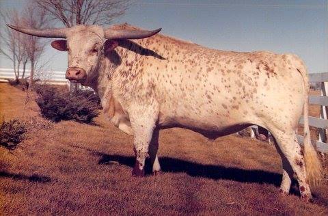 Photo: Classic Celebrity ~~ The famous early foundation cow Measles was bred to Texas Ranger JP 8 times. Of the three TR daughters, 'Cheetah' was bred to Don Quixote and produced Quixote Cheetah. She was bred to Classic and produced the colorful chocolate speckled $110,000 bull Rural Delivery and a lesser known son with more horn named Classic Celebrity. Although Classic Celebrity was a full brother to the highest priced son of Classic, his less desirable color left him in an unpopular second place. This photo was taken on the lawn of the DCC Embryo Facility in 1984 when CC was a 3 year old. We turned him loose in the front yard and walked him around on the lawn until he struck a pose. Famous heart surgeon, Dr. Joe Graham purchased CC and used him at the Mi Tierra Ranch near Joplin, MO. Classic Celebrity sired Starlight Celebration, the dam of Zech Dameron III's famous clone cow Starlight. Thanks to Starlight not only were a bunch of beautiful clones produced, but also Awesome Viagra, Slick's Little Star, Starliner and then Tejas Star and many more. If anyone wonders where Starlight got her color, this is the way it works.
