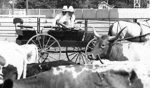 Photo: The Colorado State Fair in 1974 was the first major Texas Longhorn judged show. The original concept was the brain child of Edwin Dow of Fort Worth, TX. He wanted to make a very western show and an honest judged event. All the first shows were judged from stage coaches, buggies, dray wagons, and horse back. This was the original design to get spectator appeal and create huge crowds -- and it worked. The buggy is provided by Dr. Gene Naugel and the first judge was Garnett Brooks of Shamrock, Texas. Garnett was one of the two early TL inspectors for registration. After the first few years a move was made to go to some halter and some lose in order to get children involved. Gradually the western look was mostly abandoned.