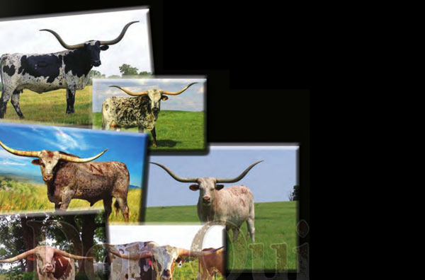 Don Quixote Offspring