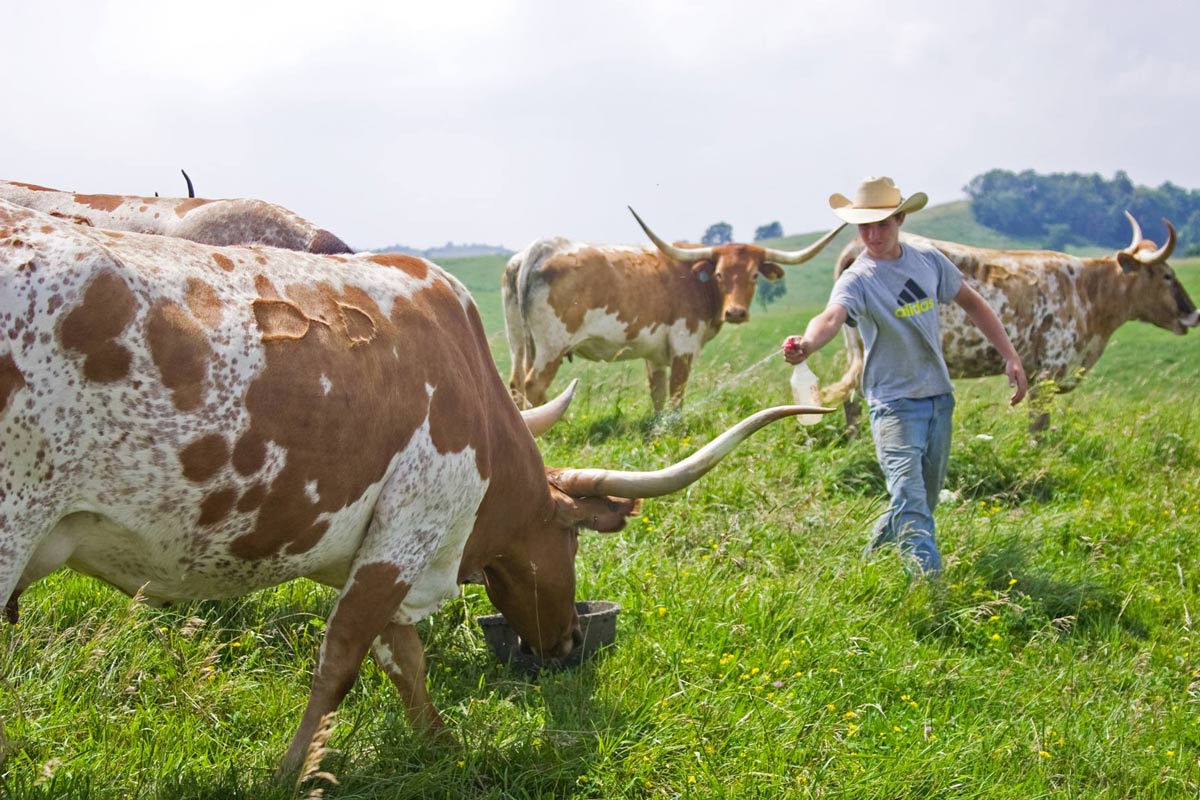 Longhorn Horn Growth Chart