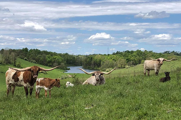 Expand Your Ranch Utilizing Leased Land