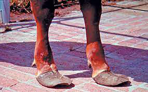 Hoof Trimming &mdash; Do It yourself