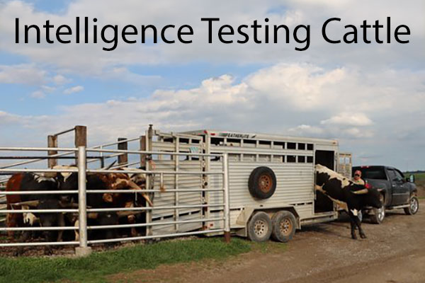Increasing Cattle IQ