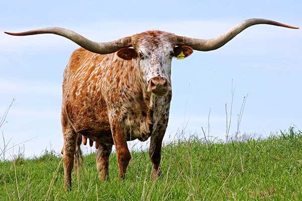 Longhorn Horn Growth Chart