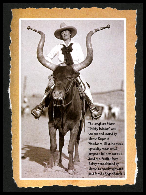 Bobby The Steer