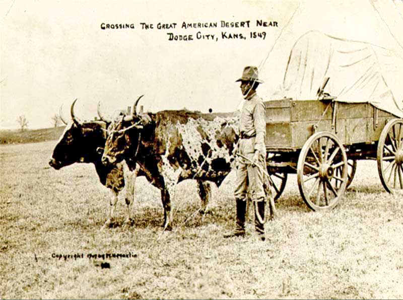 Oxen