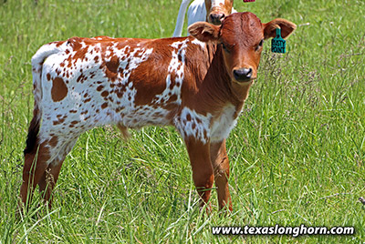 Rusty Point Calf 2025 - Photo Number: 25D_0631.jpg