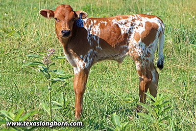 50 is Enough Calf 2025 - Photo Number: 25D_2743.jpg