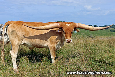 So Aloof Calf 2021 - Photo Number: 25D_3038.jpg