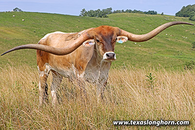Texas Longhorn Cows & Bulls for Sale in Ohio | Dickinson Cattle Co
