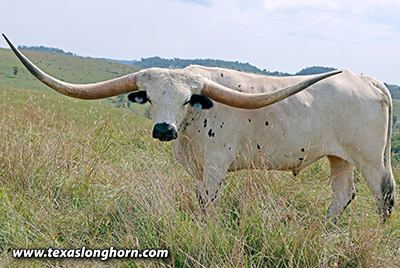 Texas Longhorn Cows & Bulls for Sale in Ohio | Dickinson Cattle Co