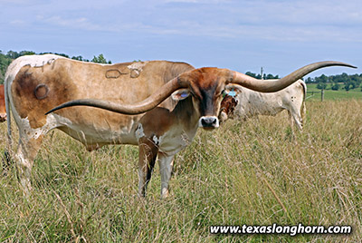 Blind Date Calf 2020 - Photo Number: 25D_3182.jpg