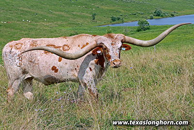 Contested Calf 2018 - Photo Number: 25D_3190.jpg