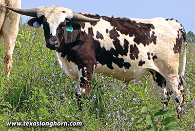 Stop Dancing Calf 2023 - Photo Number: 25D_3215.jpg