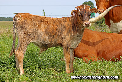 Untibbed Calf 2025 - Photo Number: 25D_3306.jpg