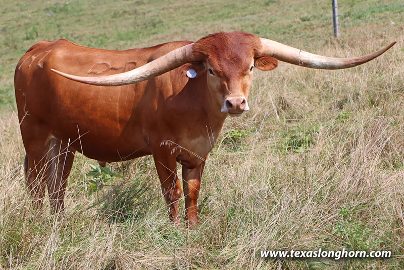 テキサスロングホーン Texas Longhorn Cows & Bulls for Sale in Ohio | Dickinson Cattle Co