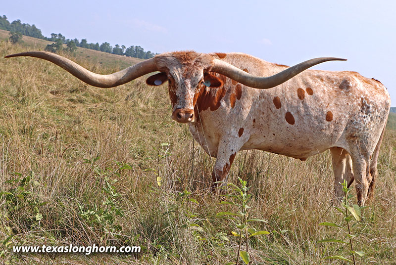Texas Longhorn Cows & Bulls for Sale in Ohio | Dickinson Cattle Co