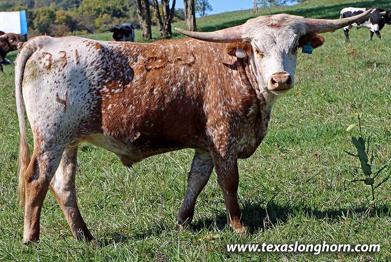 Untibbed Calf 2024 - Photo Number: 25D_4616.jpg
