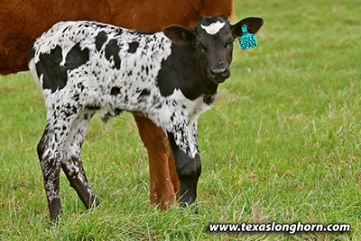 Fiddle Span Calf 2025 - Photo Number: 25J_0957_calf.jpg