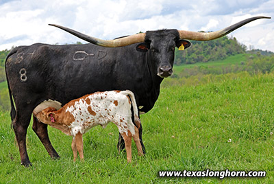 Handy Hoo Calf 2024 - Photo Number: 25J_1826.jpg