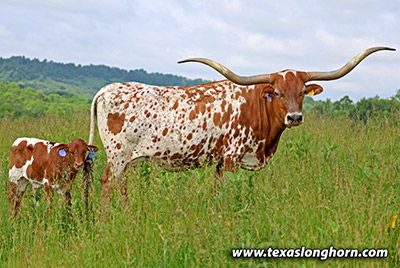 Rodeo Toss - Photo Number: 25J_2409.jpg