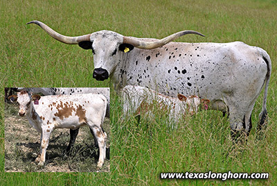 25J_2468-w-calf.jpg