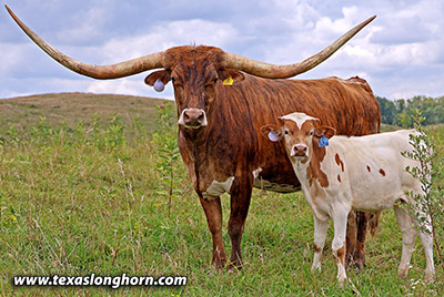  Pair - El Hoo - Photo Number: 25J_3023.jpg
