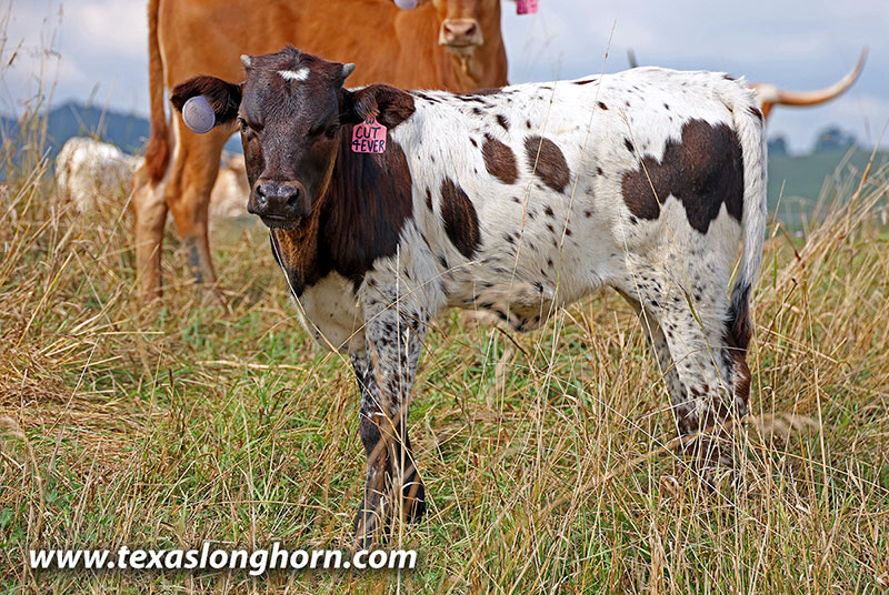 Cut Forever Calf 2025 - Photo Number: 25J_3130.jpg
